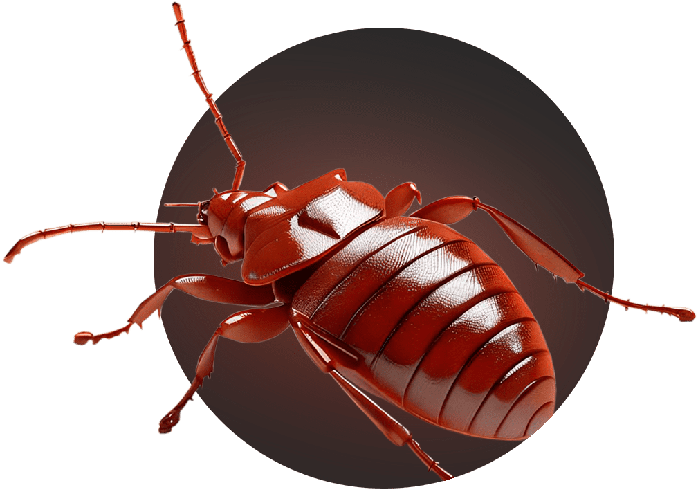 Клоп постельный уничтожение СанПин Сервис
